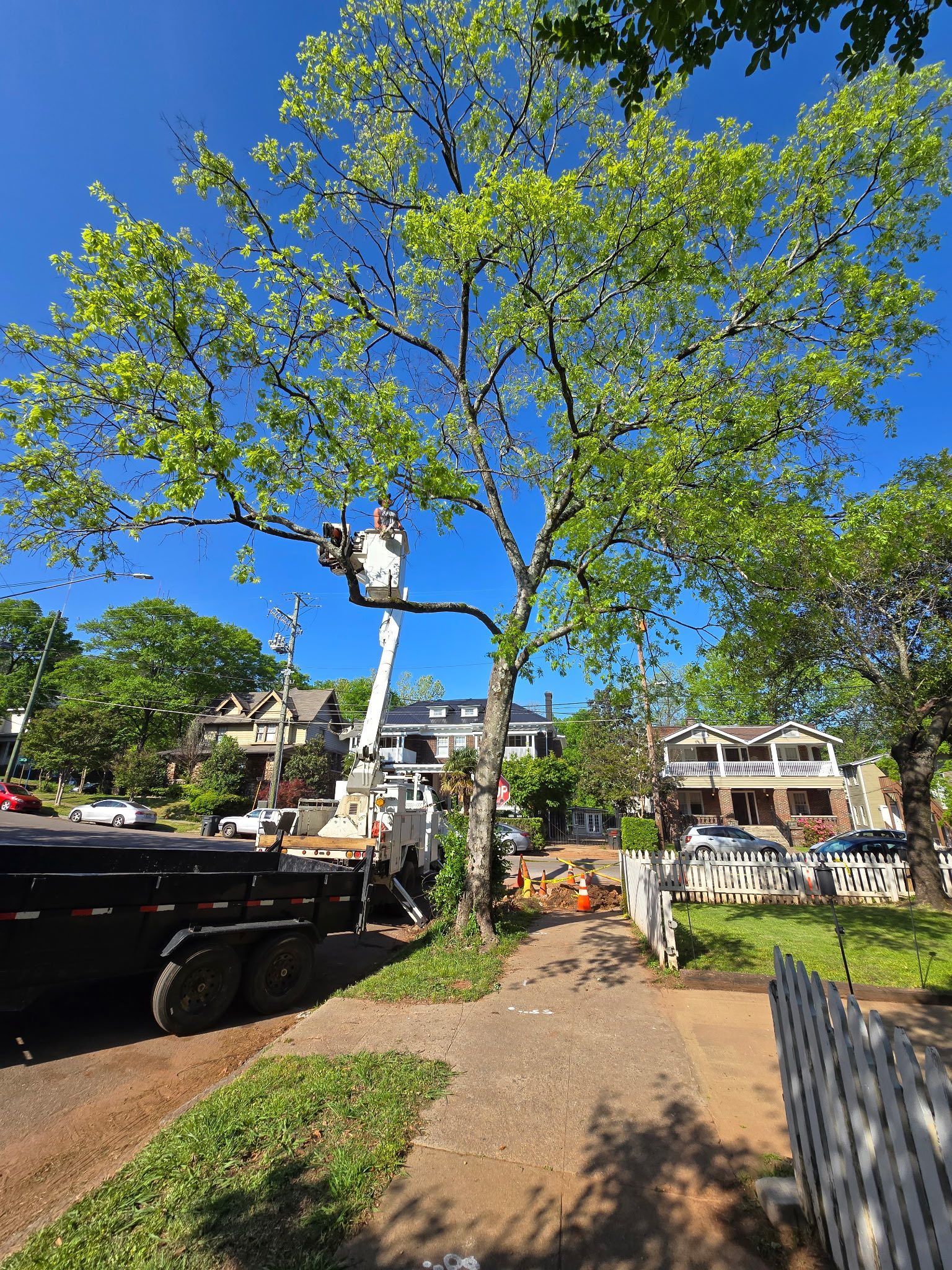 A man in a bucket is cutting a tree.