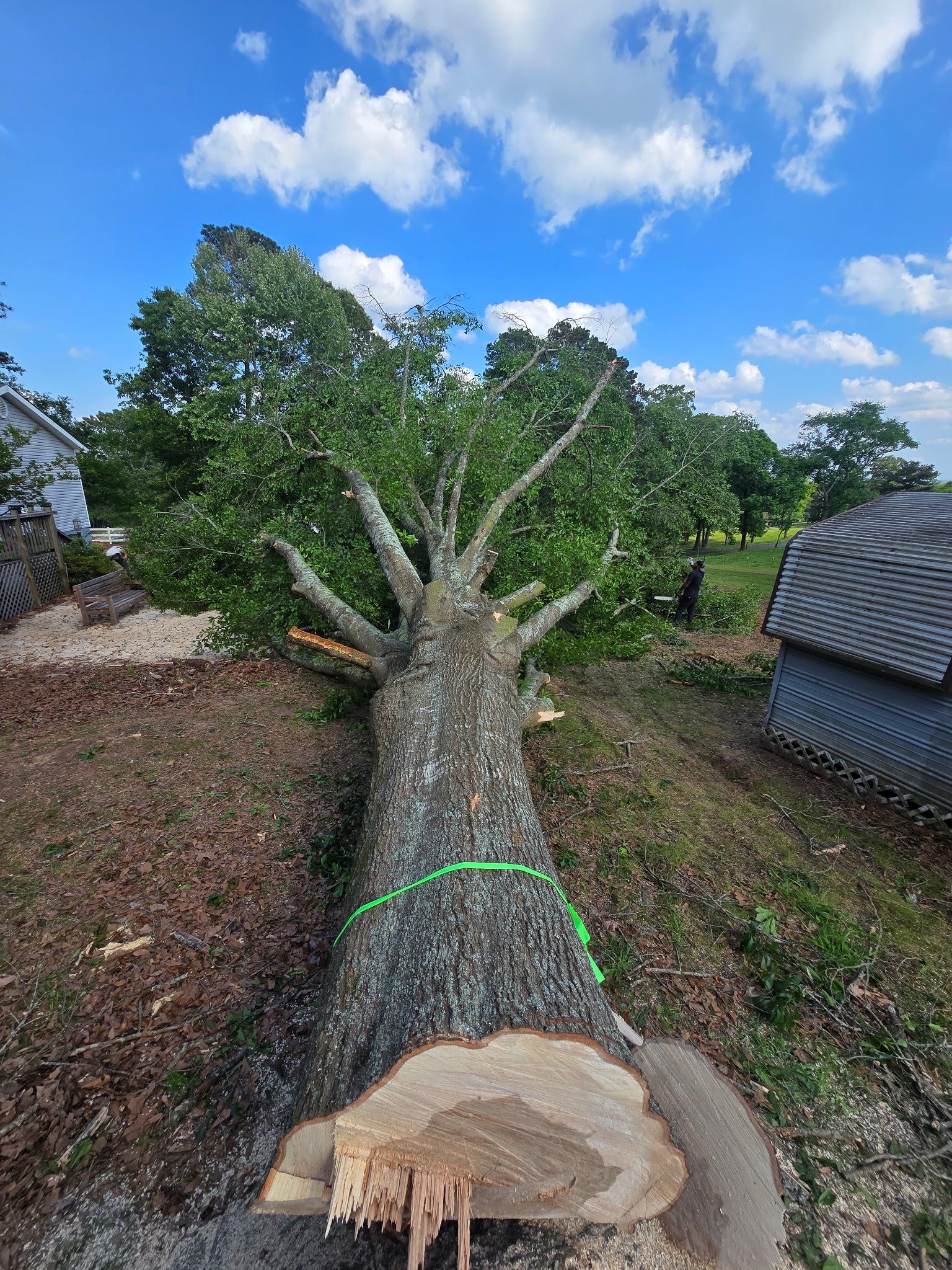 A large tree is laying on the ground next to a house.