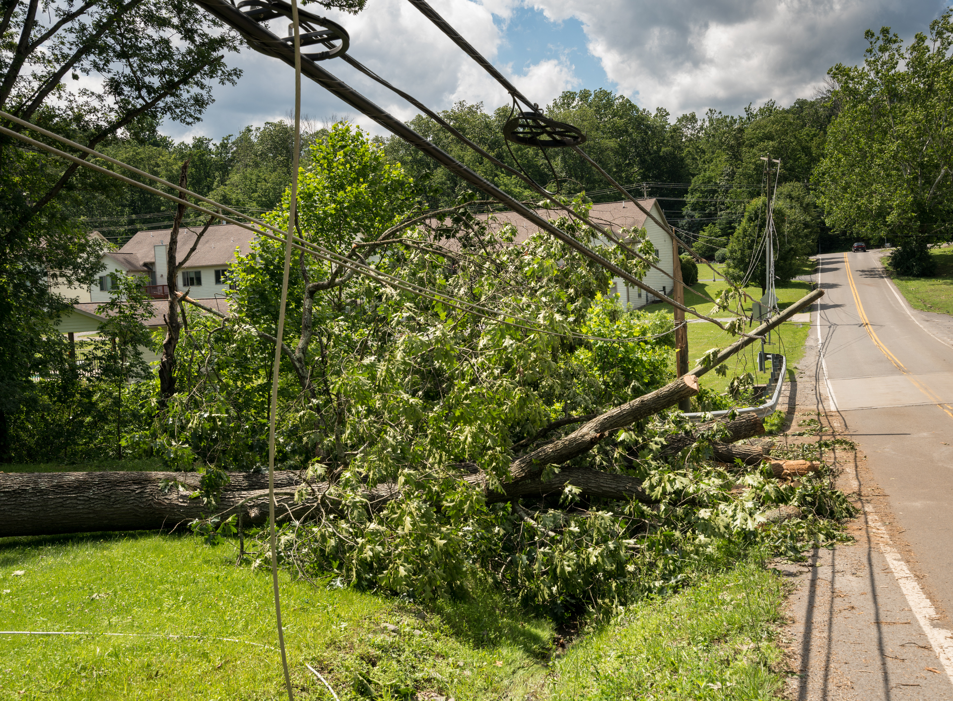 A tree has fallen on a power line on the side of a road.
