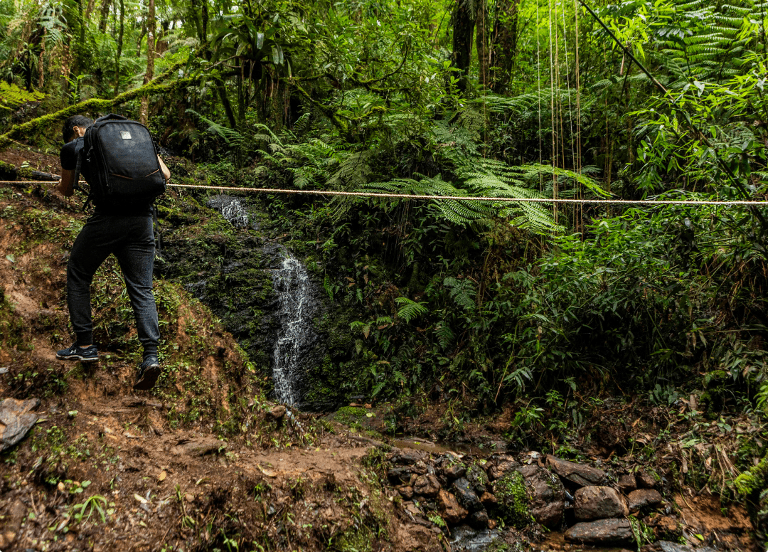 Um homem com uma mochila está caminhando por uma floresta verdejante.