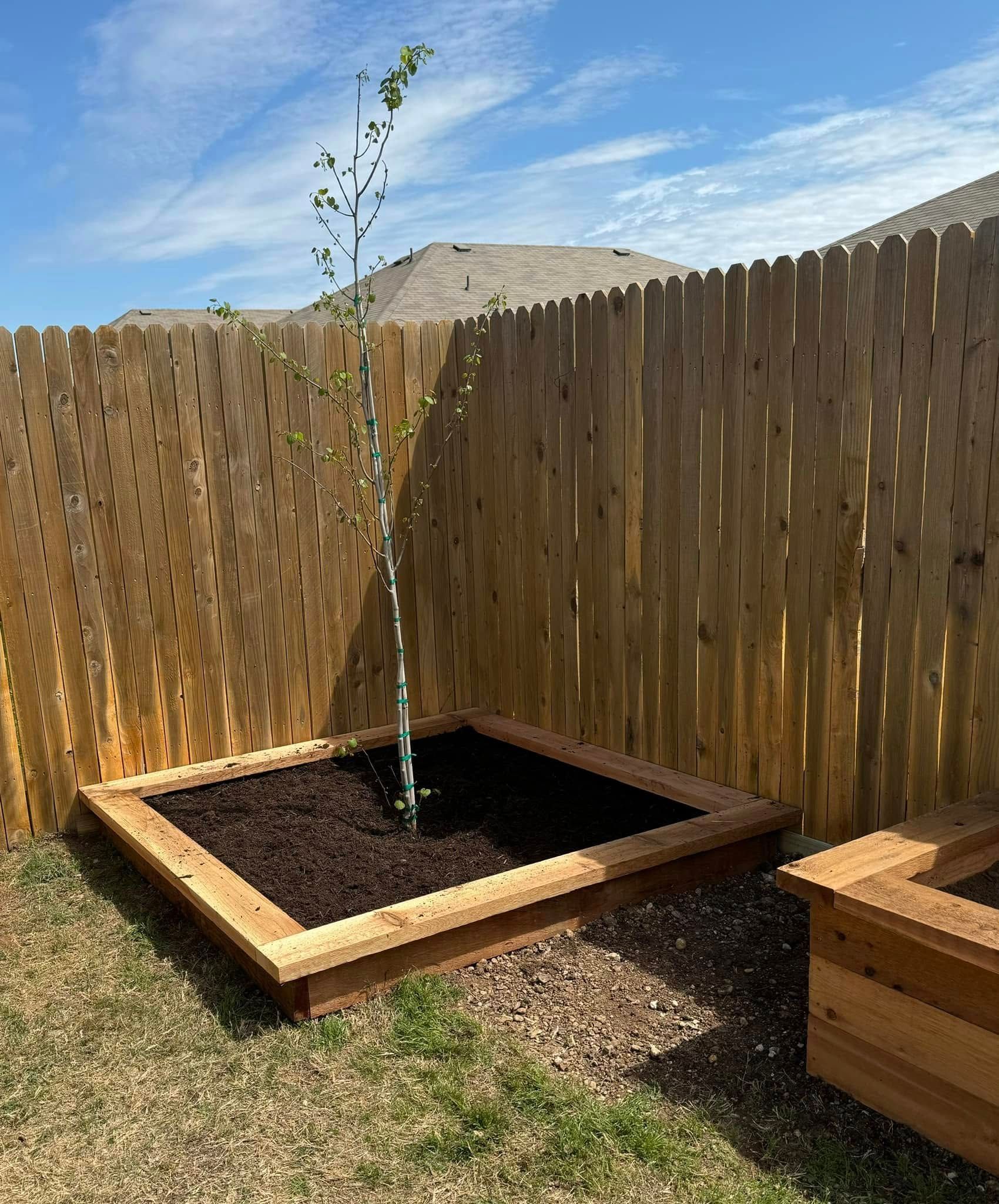 Young tree in a raised wooden planter box next to a wooden fence.