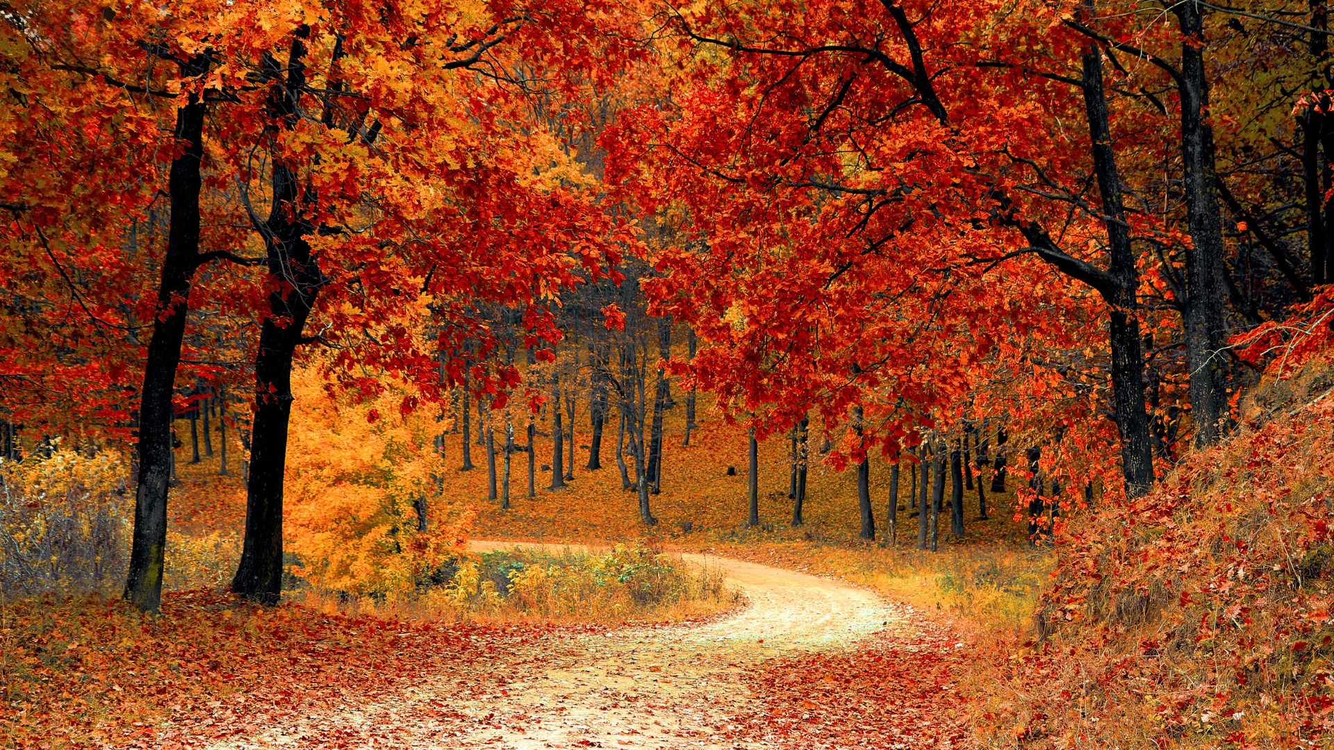 Winding road through an autumn forest, trees with red and orange leaves, fallen leaves on the ground.