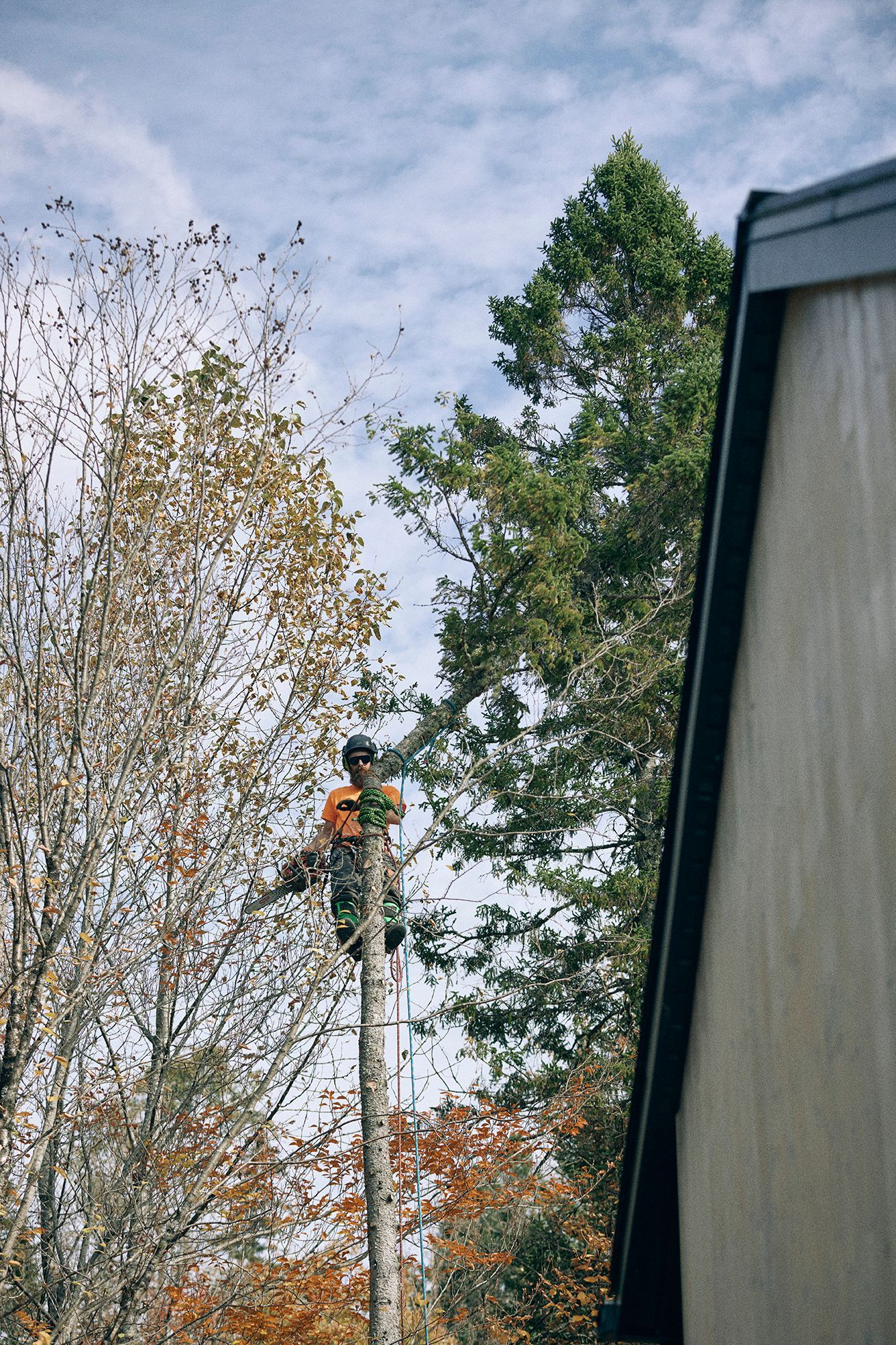 Un homme grimpe à un arbre à côté d'un bâtiment.