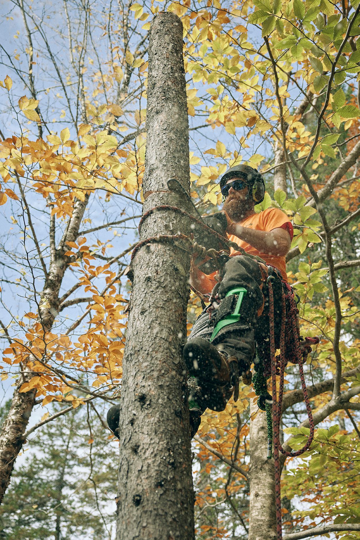 Un homme grimpe à un arbre avec une tronçonneuse.
