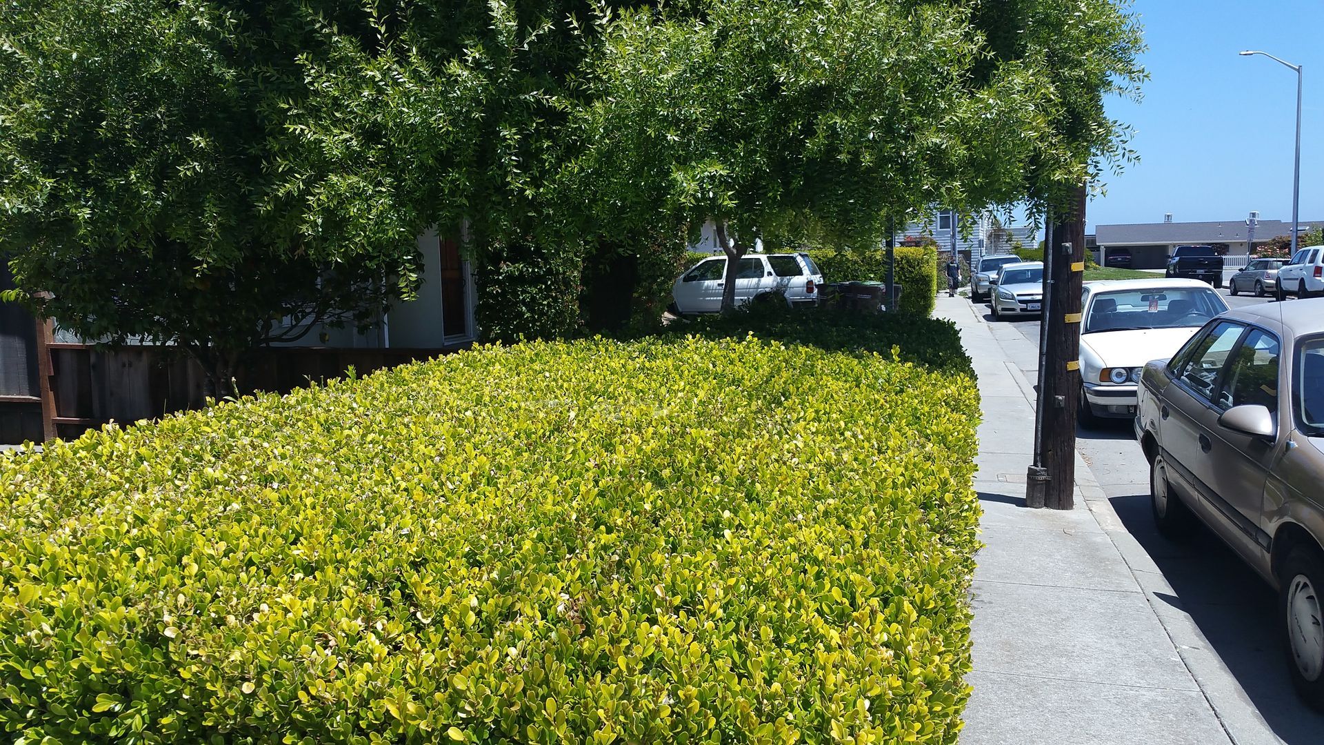 Sunny sidewalk beside green hedges and parked cars under leafy trees