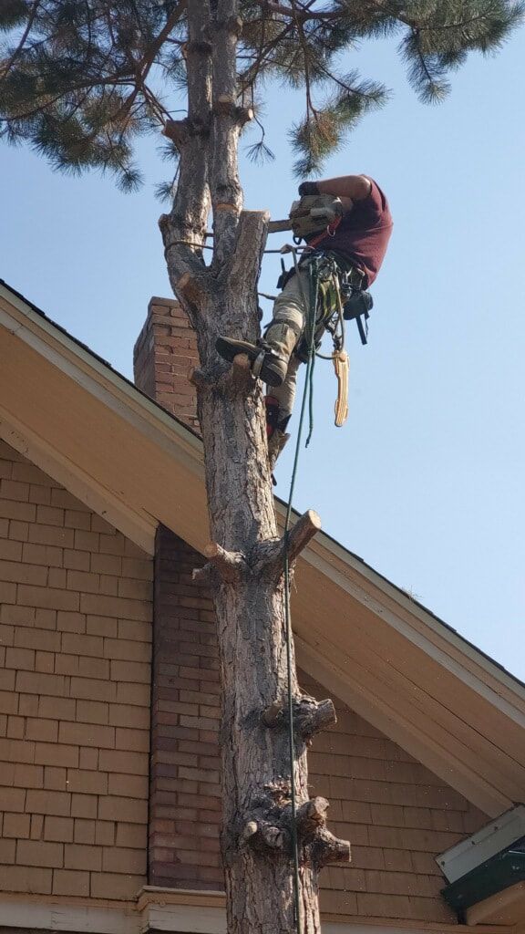A man is climbing a tree in front of a house.