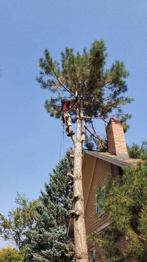 A man is climbing a tree in front of a house.