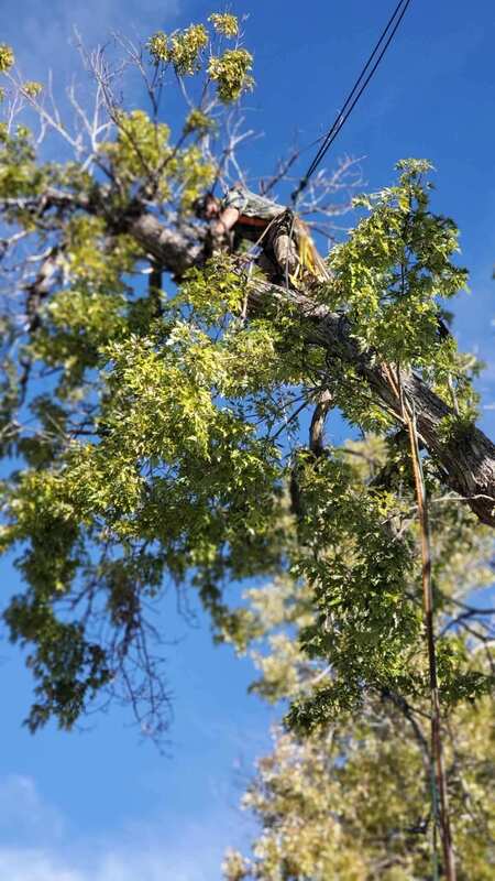 A man is cutting a tree with a chainsaw.