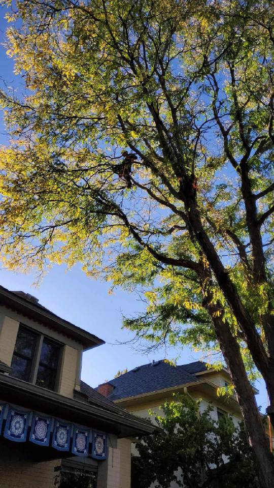 A man is climbing a tree in front of a house.