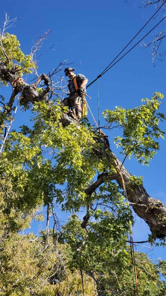 A man is standing on top of a fallen tree.