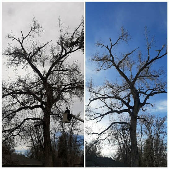 A before and after picture of a tree being cut down