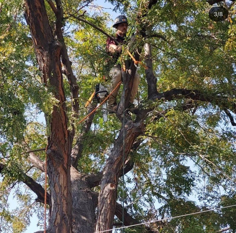 A man is climbing up a tree with a rope.