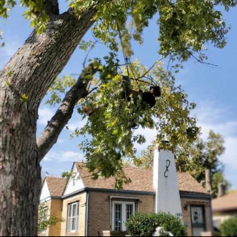 A house with a chimney and a tree in front of it