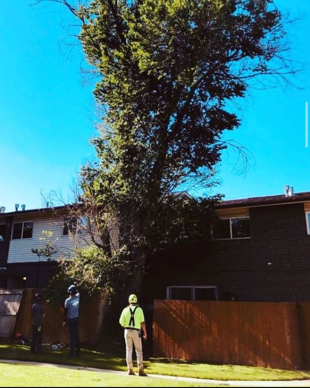 A man is standing in front of a large tree