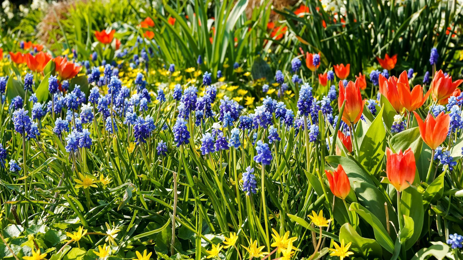 Spring flowers.