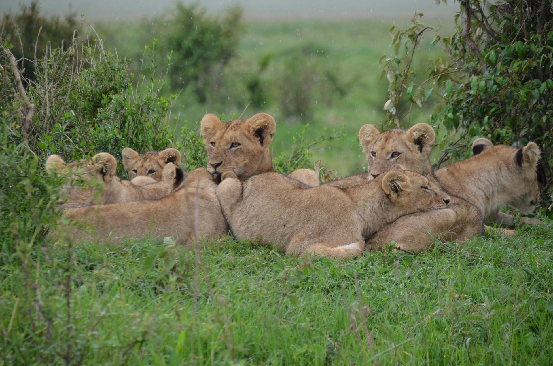 Lion cubs huddled together in green grass.