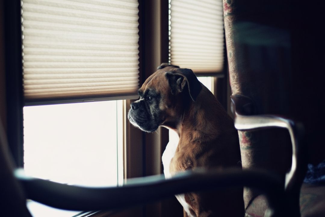 8. Roller Shades