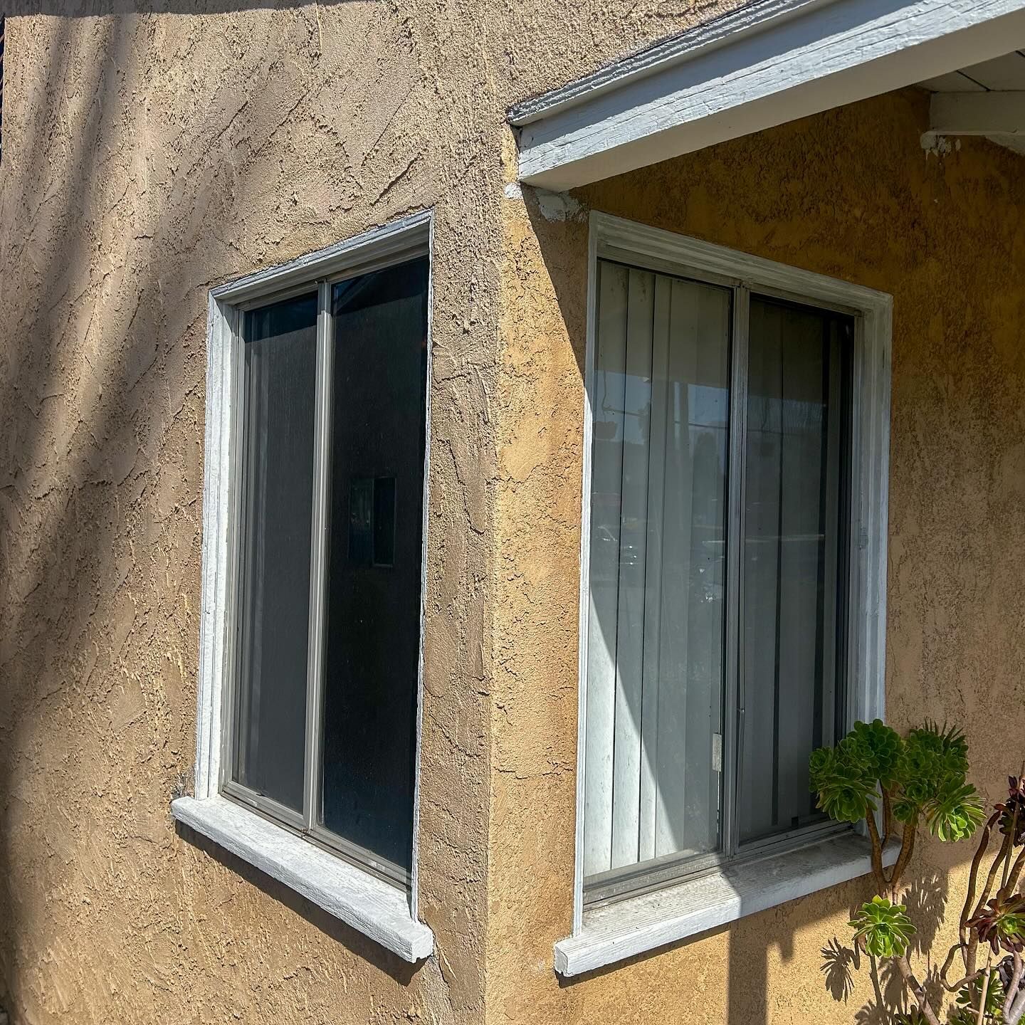 Two exterior windows in a beige stucco wall, one with white curtains and a small shrub below