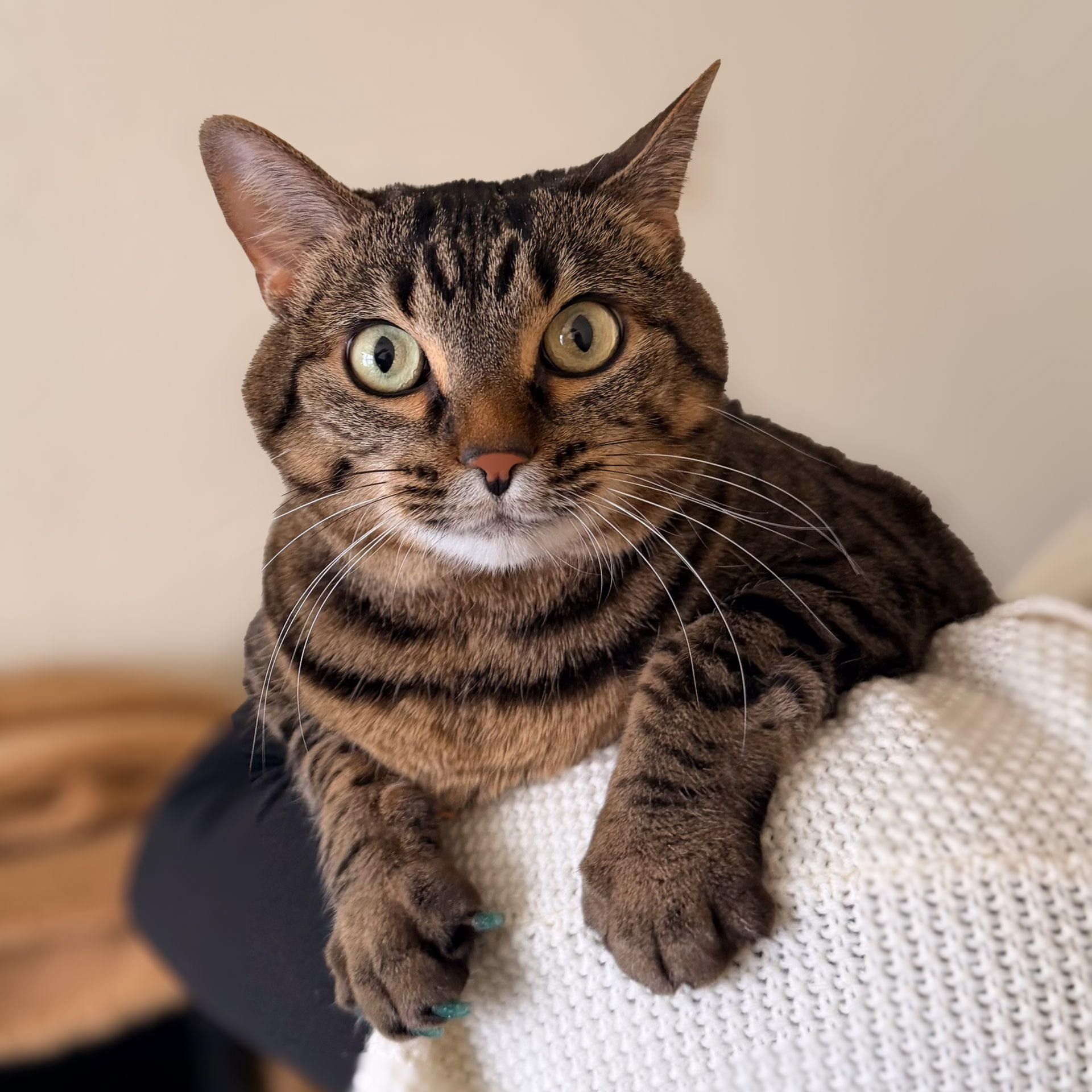 Abby the Office Cat