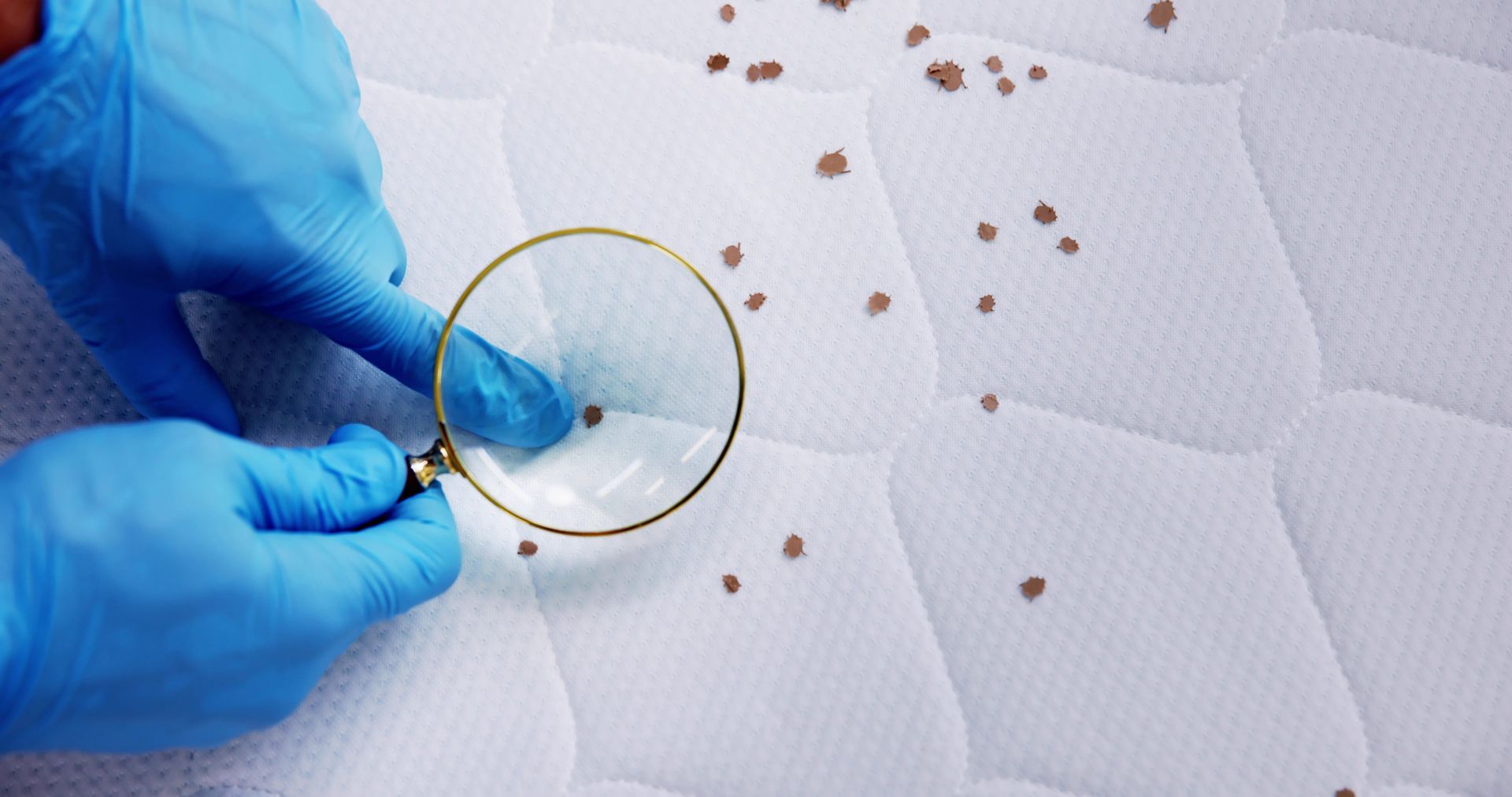 Examining a Mattress With a Magnifying Glass