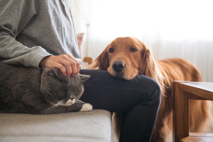 Dog on owners lap and cat at side being pet