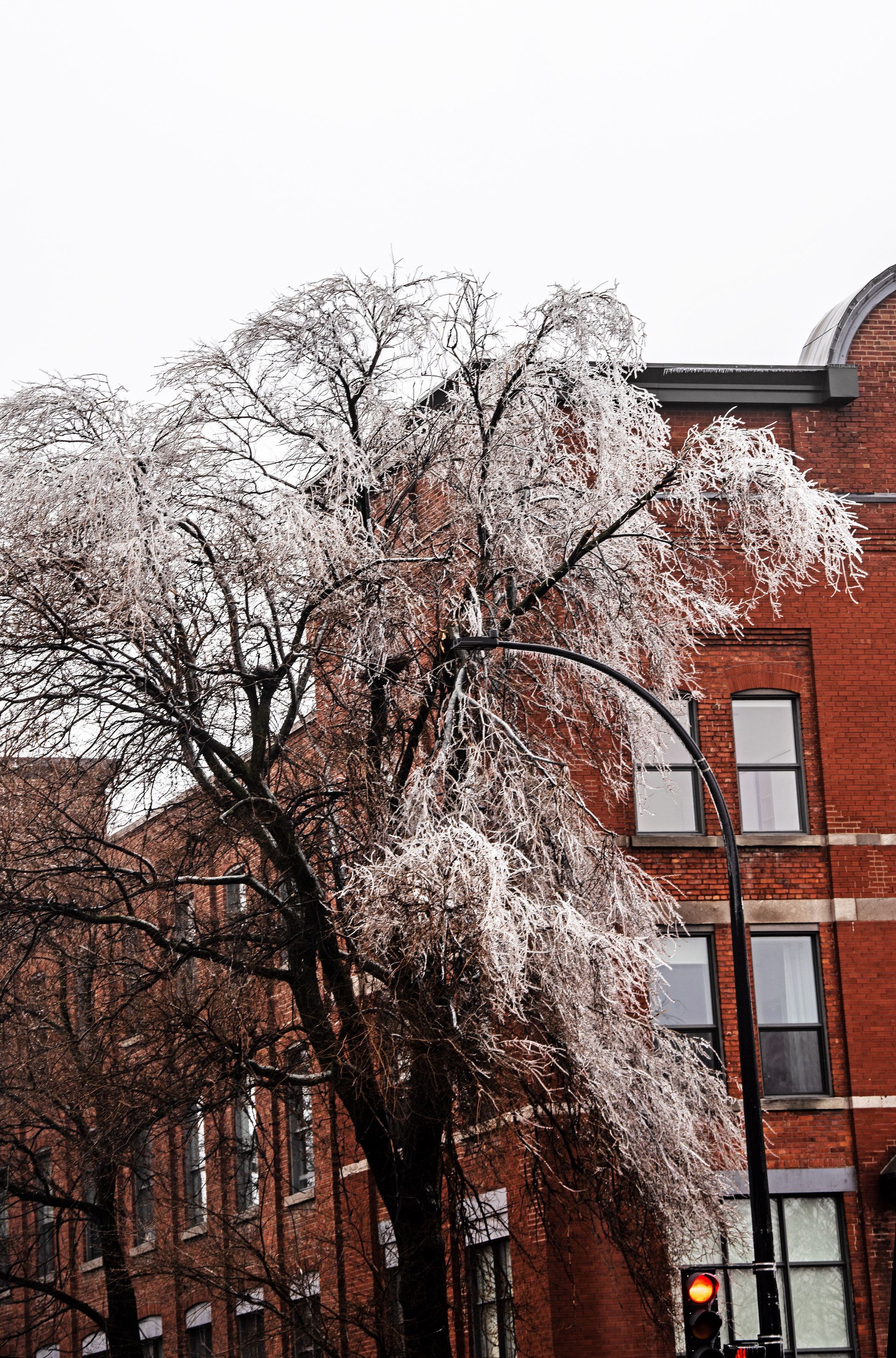 Ice-covered tree next to a home after an Oklahoma ice storm