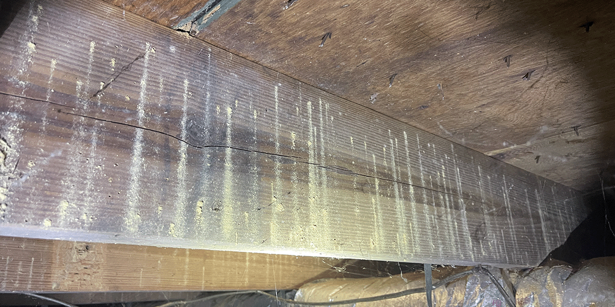 Powder Post Beetle Damage – Danville, VA – Crawlspace Care Pro