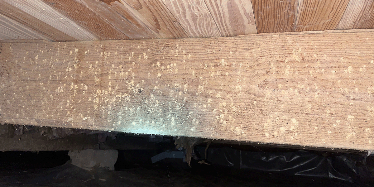 Powder Post Beetle Damage – Danville, VA – Crawlspace Care Pro