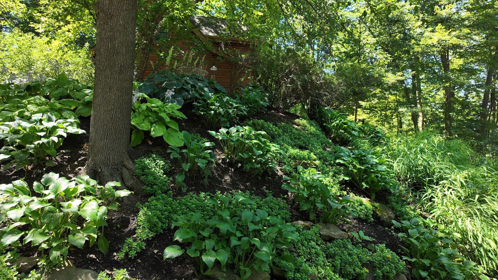 A tree on a shaded hillside covered with various green plants.