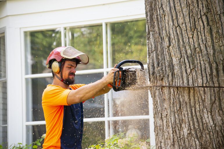 Tree Cutting | Sterling Heights, MI | J.H. Hart Urban Forestry