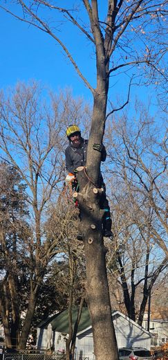 Tree worker climbing a tall bare tree under a clear blue sky, wearing a safety helmet and gear