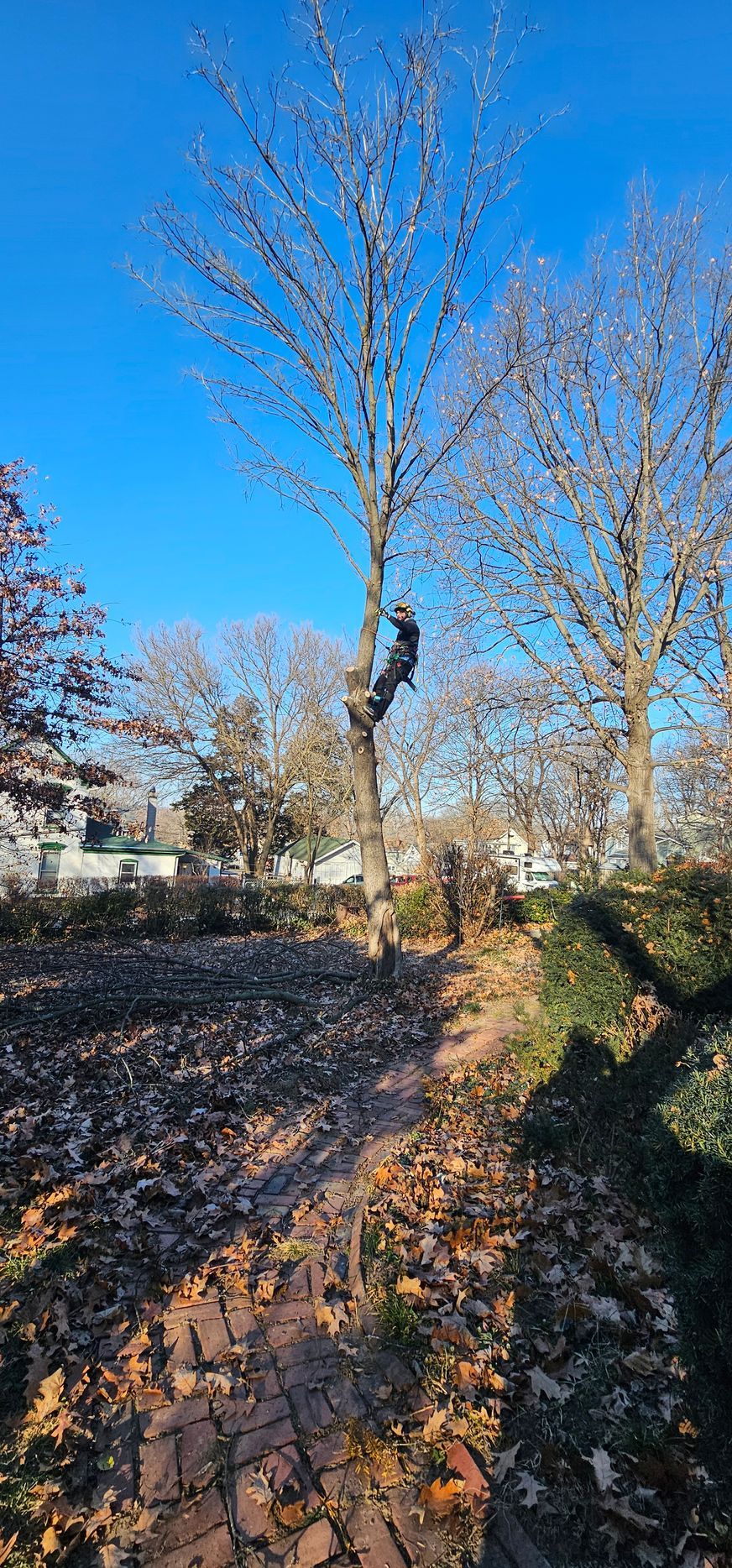 Leaf-covered park path with bare trees under a bright blue sky, a person climbing one tree