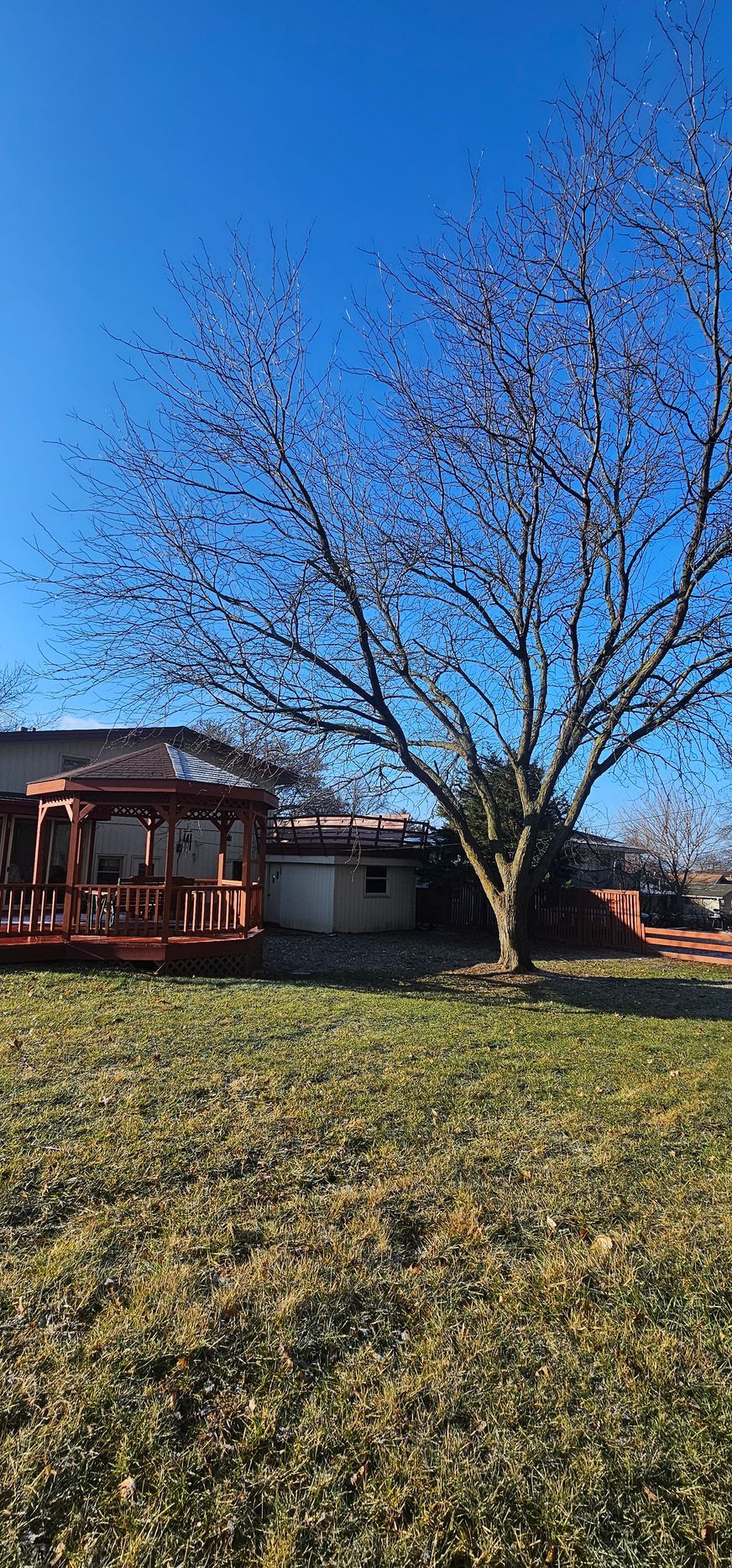 Backyard with a leafless tree, grassy lawn, and a house with a red porch under a clear blue sky