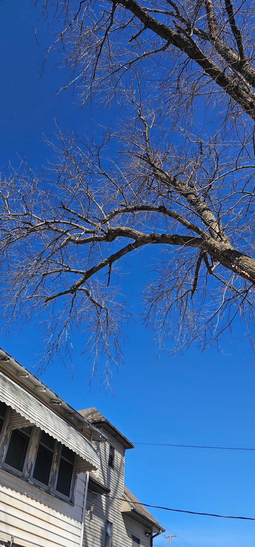 Bare tree branches against a bright blue sky beside a white house rooftop