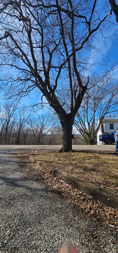 Leafless tree beside a gravel road under a clear blue sky, with a truck parked in the background.