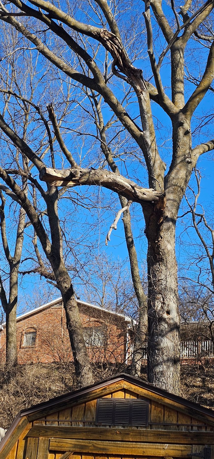 Tall leafless trees above a small wooden shed, with a brick building in the background under a blue sky.