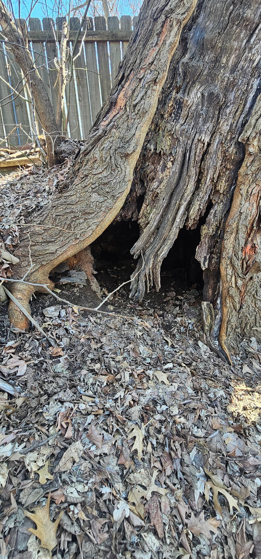 Close-up of a large tree trunk with a hollow base and fallen leaves on the ground.