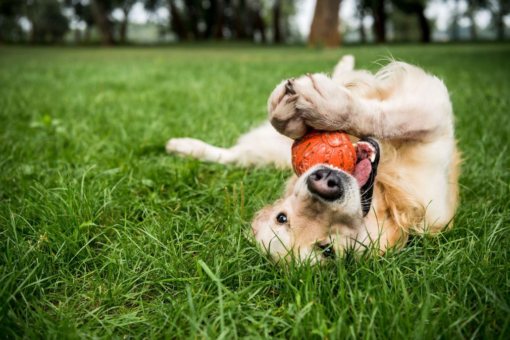 About Gourmet Landscape And Lawn Care LLC About Gourmet Landscape And Lawn Care LLC