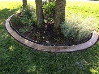Curved stone border вокруг tree bed in a grassy yard, with two tree trunks and small plants inside
