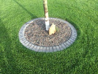 Young tree in a circular stone bed surrounded by green grass, with a small rock beside the trunk