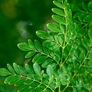Green moringa leaves, close up, with a blurred green background.