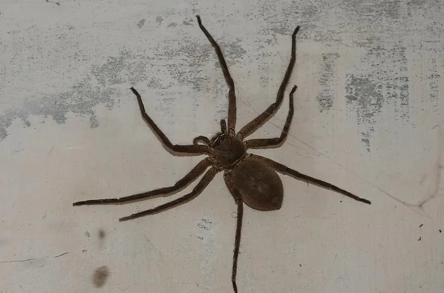 Common Spiders in New York