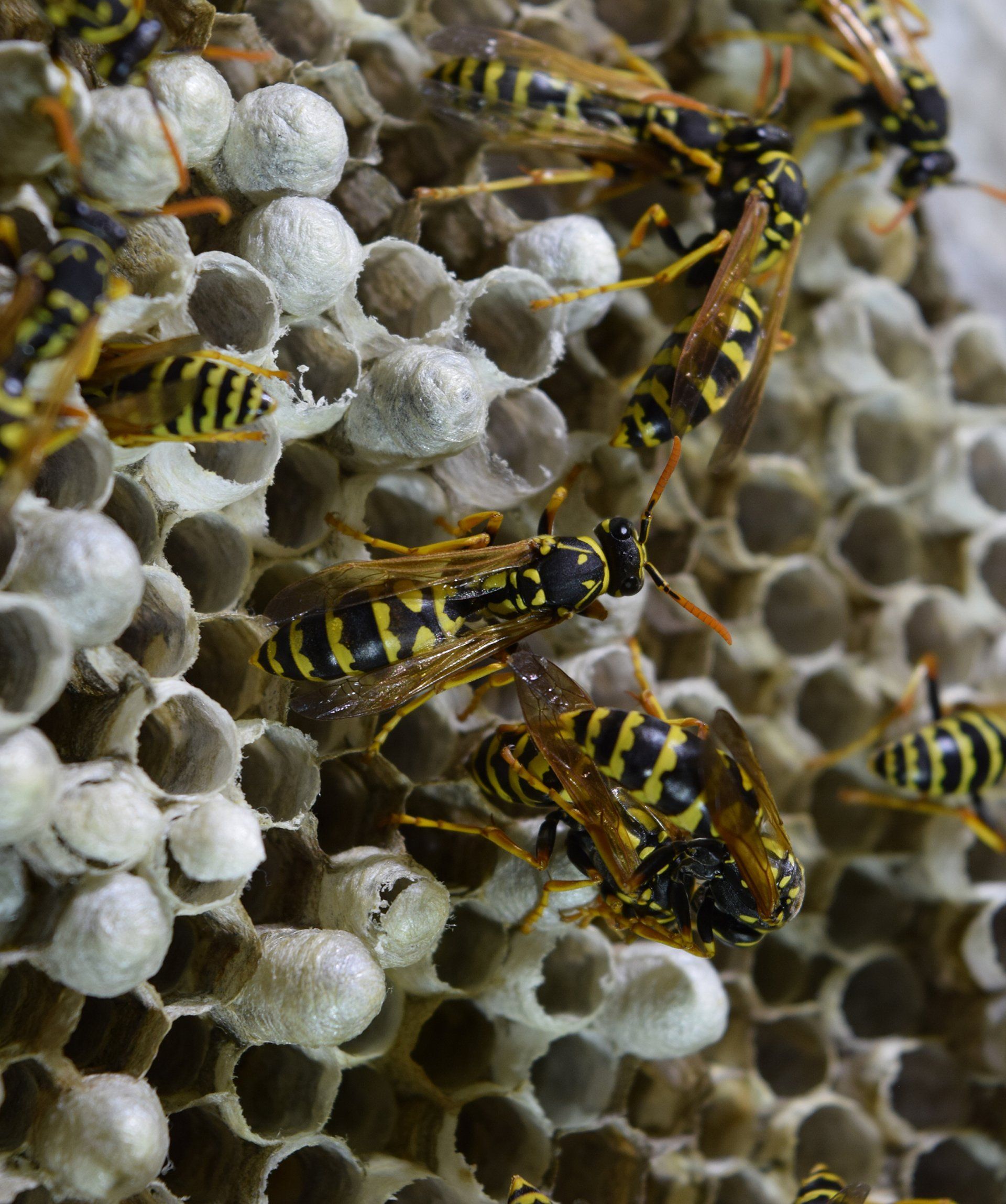 Aerial-Nesting Yellow Jacket