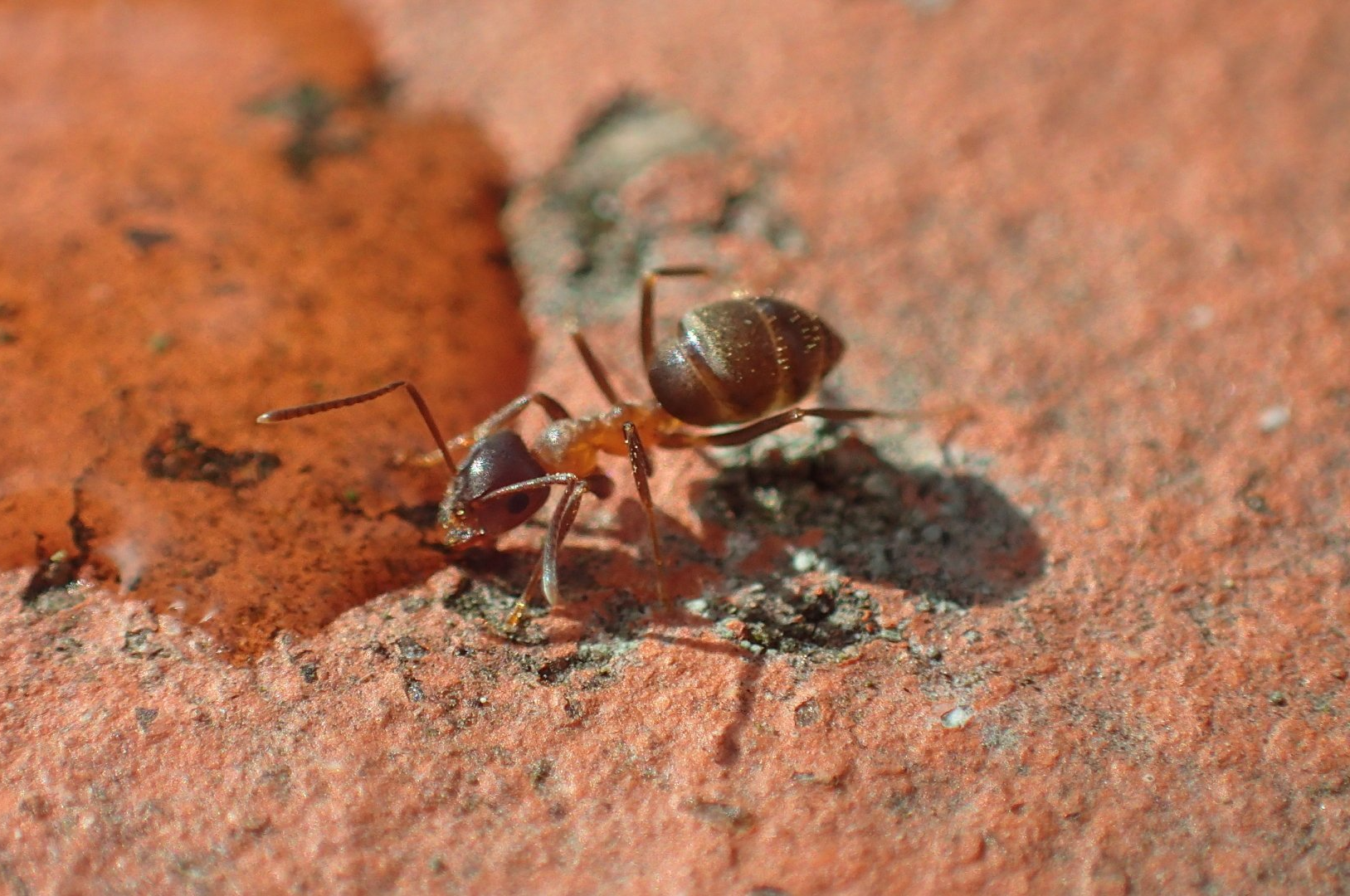 Pavement Ants
