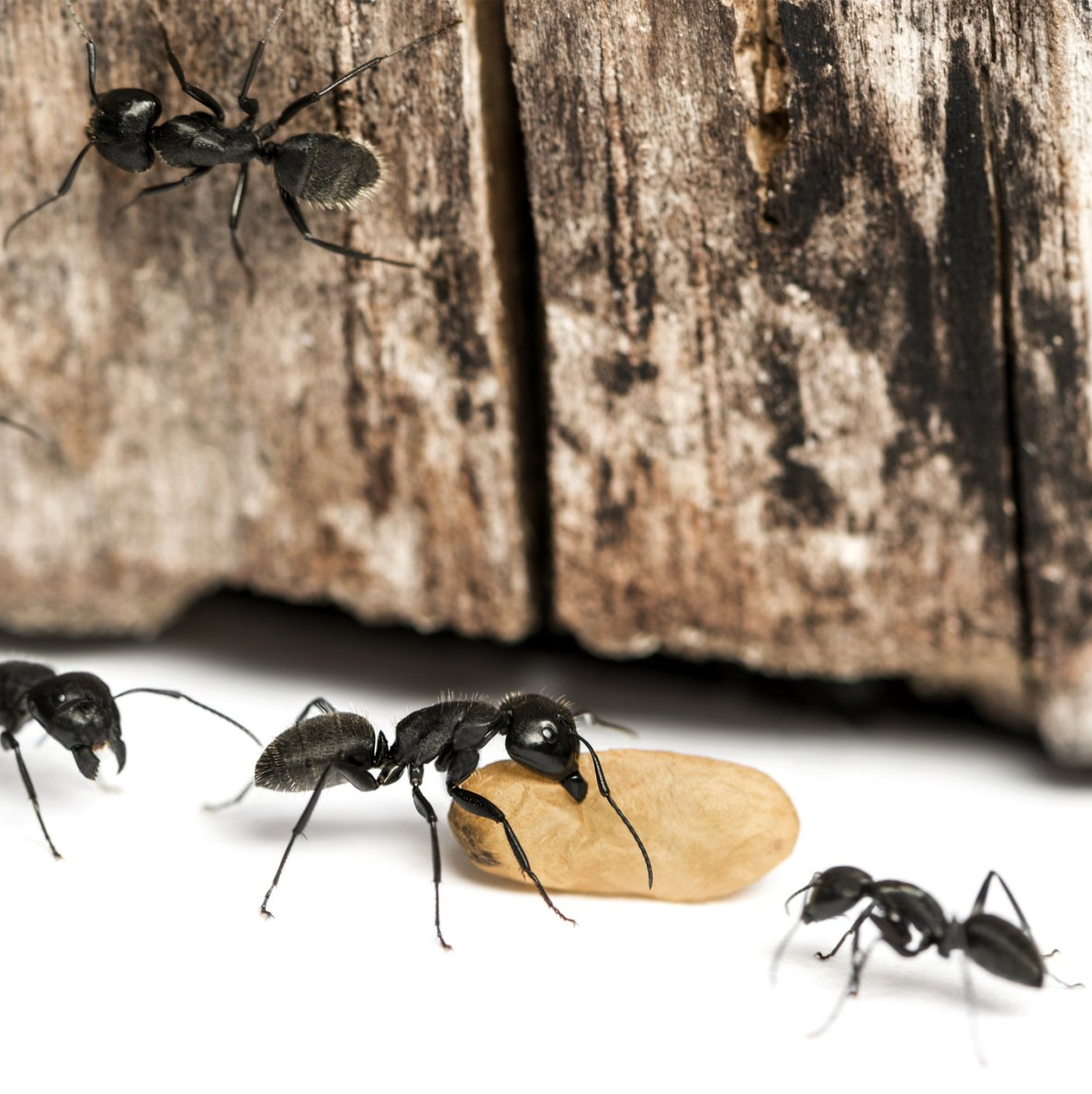 Carpenter Ants