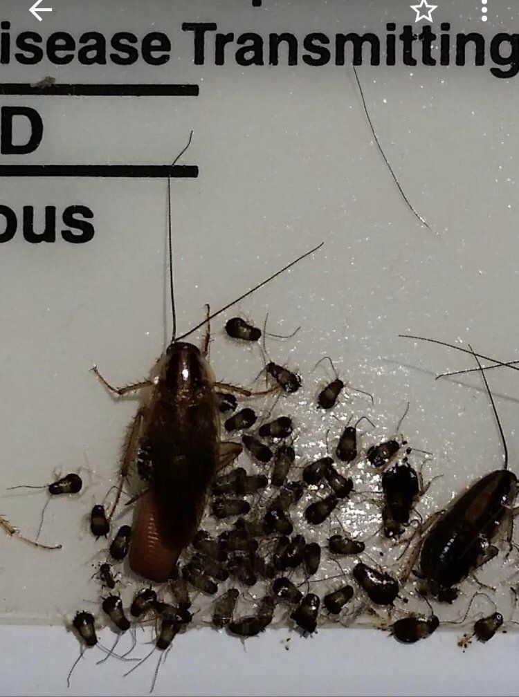 German Cockroaches Removal in New York