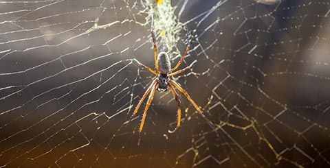 Spiders Removal in New York