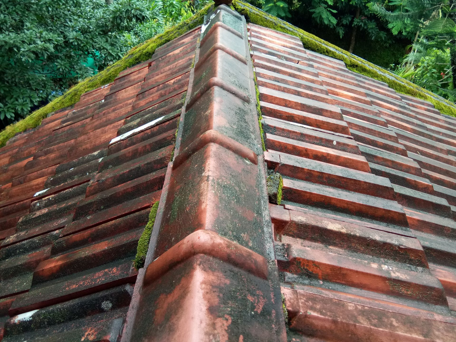 Moss covered metal roof