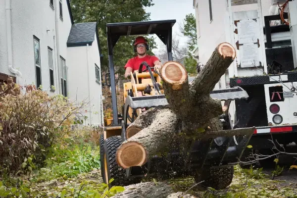 Man operating a front-end loader carrying tree branches. Outdoor setting, residential area, white truck in the background of Oahu home