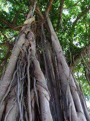Banyan Tree in Oahu Banyan Tree in Oahu